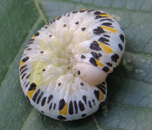 Larva di Cimbicidae, cfr. Palaeocimbex quadrimaculatus